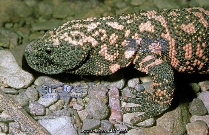: Gila Monster : Gila Monster