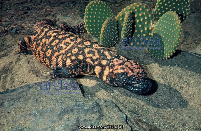 : Gila Monster : Gila Monster