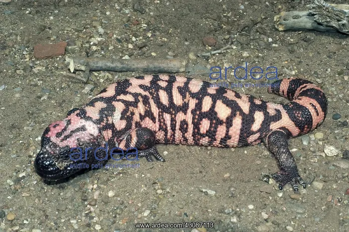 : Gila Monster : Gila Monster