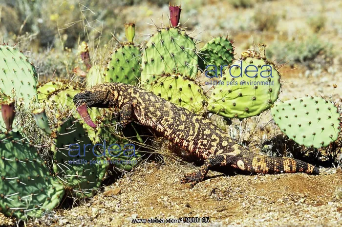 : Gila Monster : Gila Monster