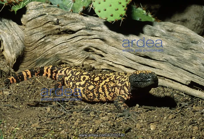 : Gila Monster : Gila Monster