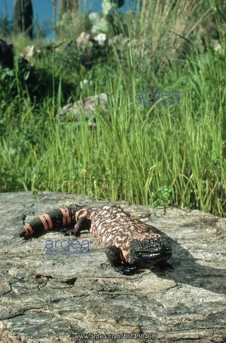 : Gila Monster : Gila Monster