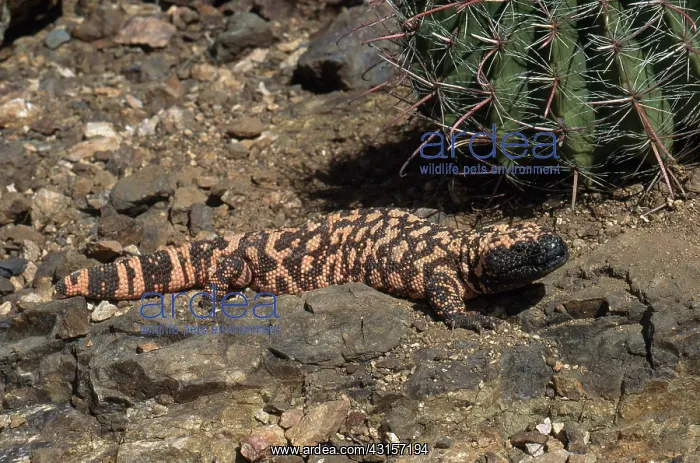 : Gila Monster : Gila Monster