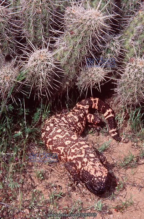 : GILA MONSTER : GILA MONSTER