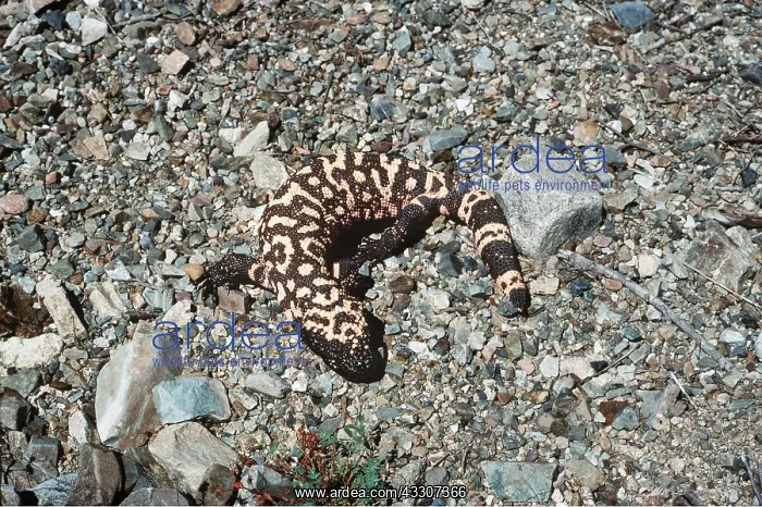 : GILA MONSTER : GILA MONSTER