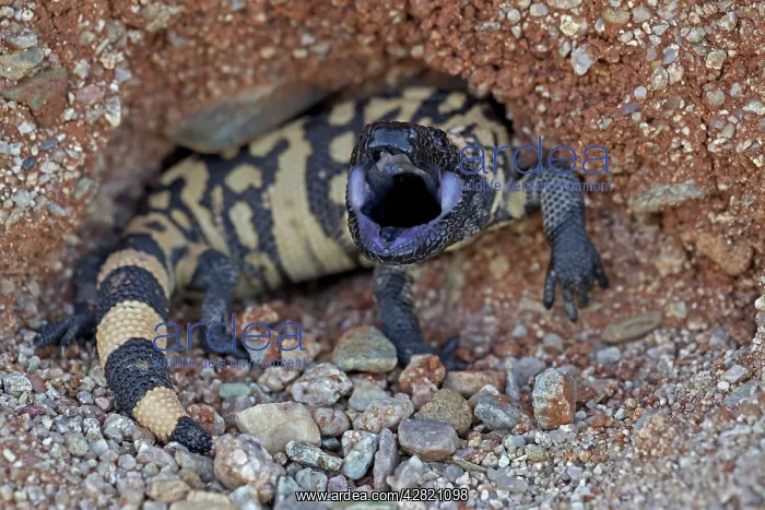 : Gila Monster - defensive reaction : Gila Monster - defensive reaction