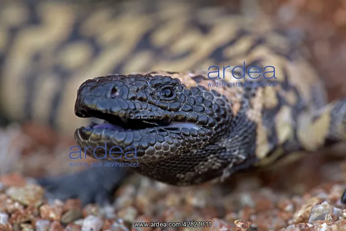  : Gila Monster - defensive reaction