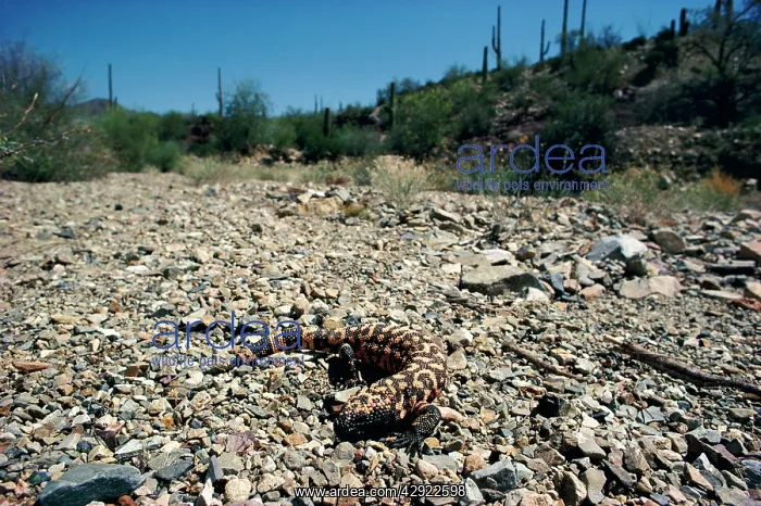 : Gila Monster - in desert habitat : Gila Monster - in desert habitat