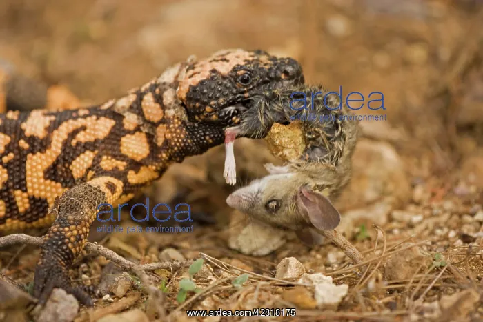 : Gila Monster - Eating a mouse, delivers venom through : Gila Monster - Eating a mouse, delivers venom through