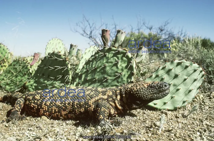 : Gila Monster (Heloderma s. suspectum) : Gila Monster (Heloderma s. suspectum)