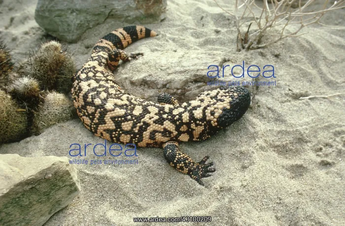 : Gila Monster (Heloderma suspectum) : Gila Monster (Heloderma suspectum)