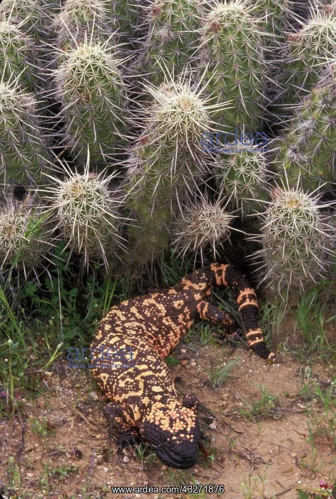 : Gila Monster (Heloderma suspectum)-Arizona-One of only two v : Gila Monster (Heloderma suspectum)-Arizona-One of only two v