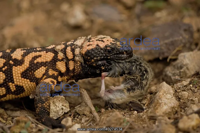 : Gila Monster (Heloderma suspectum)- Eating a deer mouse - So : Gila Monster (Heloderma suspectum)- Eating a deer mouse - So