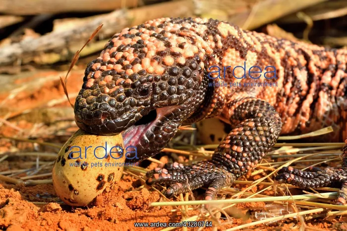 : Gila monster (Heloderma suspectum) eating eggs : Gila monster (Heloderma suspectum) eating eggs