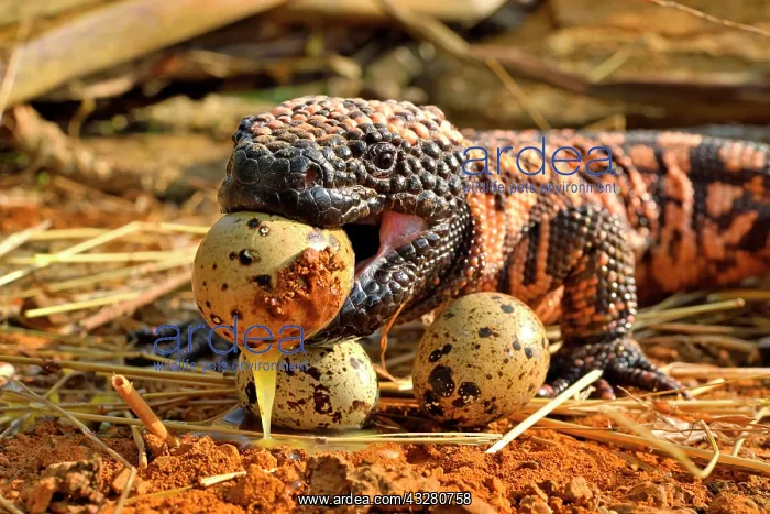 : Gila monster (Heloderma suspectum) eating eggs : Gila monster (Heloderma suspectum) eating eggs