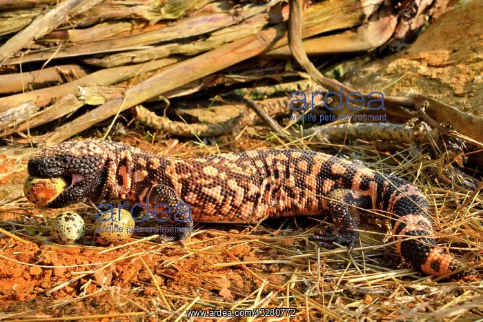 : Gila monster (Heloderma suspectum) eating eggs : Gila monster (Heloderma suspectum) eating eggs