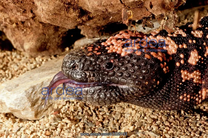 : Gila Monster, Heloderma suspectum, Native : Gila Monster, Heloderma suspectum, Native