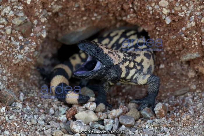 : Gila monster -Heloderma suspectum - Sonoran desert - Arizona : Gila monster -Heloderma suspectum - Sonoran desert - Arizona