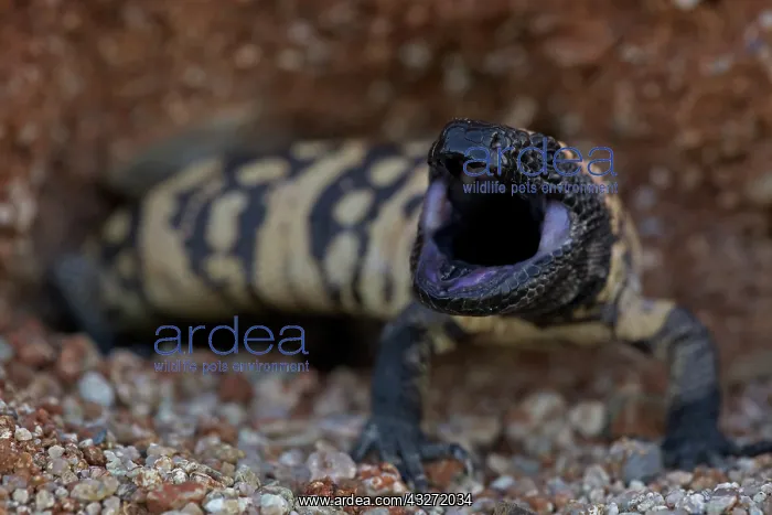 : Gila monster -Heloderma suspectum - Sonoran desert - Arizona : Gila monster -Heloderma suspectum - Sonoran desert - Arizona