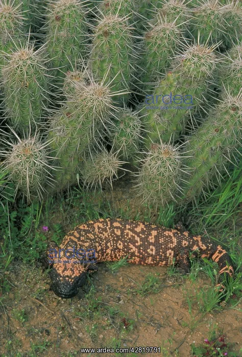 : Gila Monster -in Saguaro cactus 'boot' : Gila Monster -in Saguaro cactus 'boot'