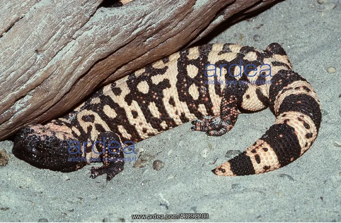  : GILA MONSTER (LIZARD)