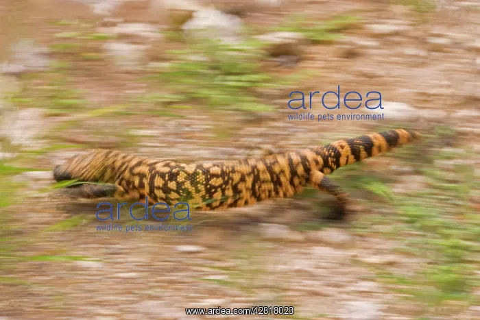 : Gila Monster - In motion. One of only two venomous : Gila Monster - In motion. One of only two venomous