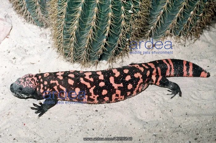 : GILA MONSTER - NEAR CACTUS : GILA MONSTER - NEAR CACTUS