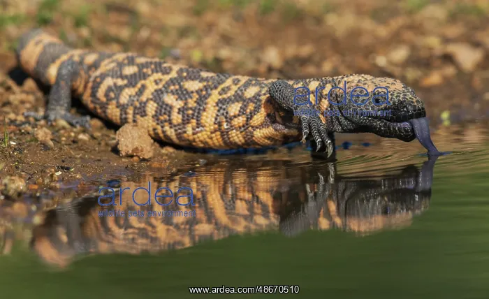 : Gila monster quenching its thirst in southern Arizona : Gila monster quenching its thirst in southern Arizona