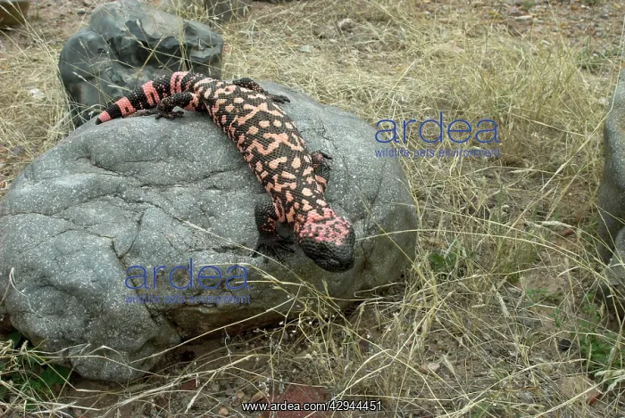 : Gila Monster - On rock : Gila Monster - On rock