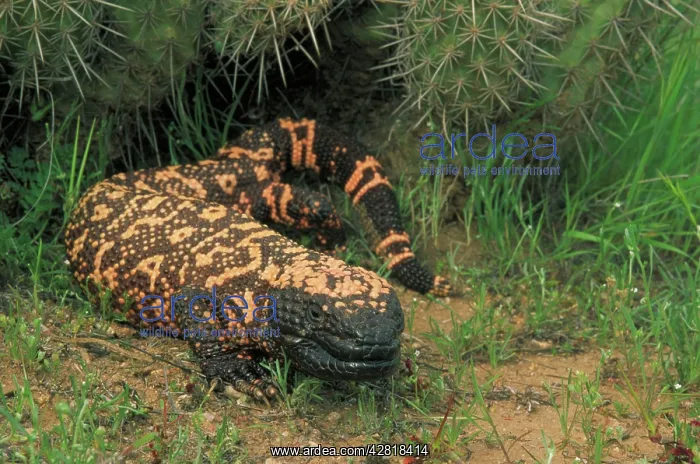 : Gila Monster - in Saguaro cactus 'boot' : Gila Monster - in Saguaro cactus 'boot'