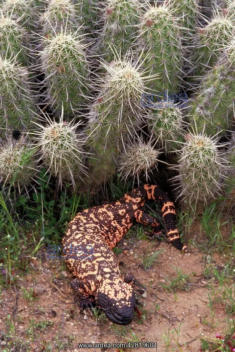 : Gila Monster - in Saguaro cactus 'boot' : Gila Monster - in Saguaro cactus 'boot'
