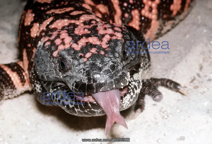 : GILA MONSTER - showing fork tongue : GILA MONSTER - showing fork tongue