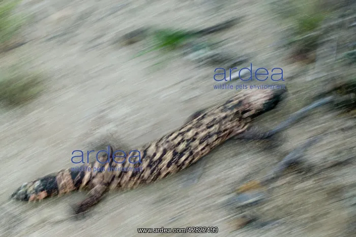 : Gila Monster - One of only two venomous lizards : Gila Monster - One of only two venomous lizards