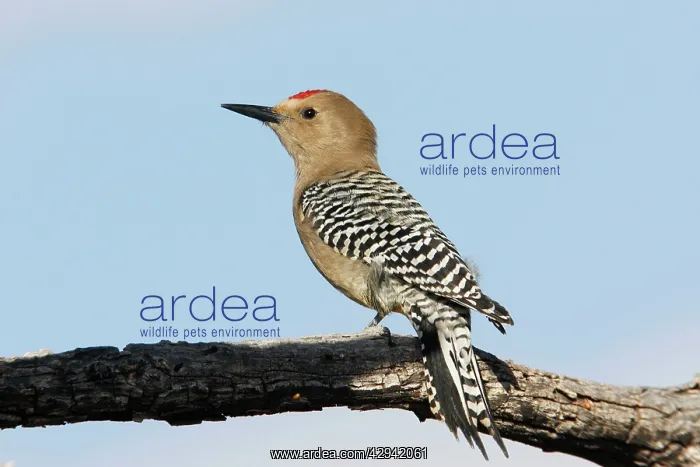 : Gila Woodpecker : Gila Woodpecker