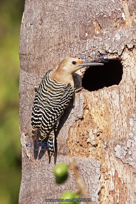  : Gila Woodpecker