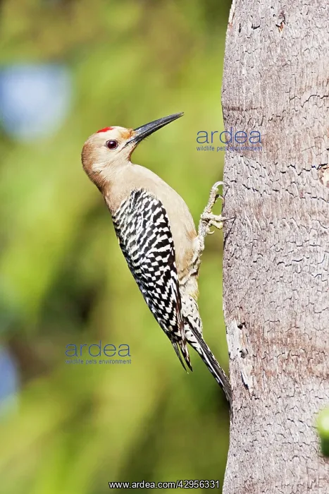 : Gila Woodpecker : Gila Woodpecker