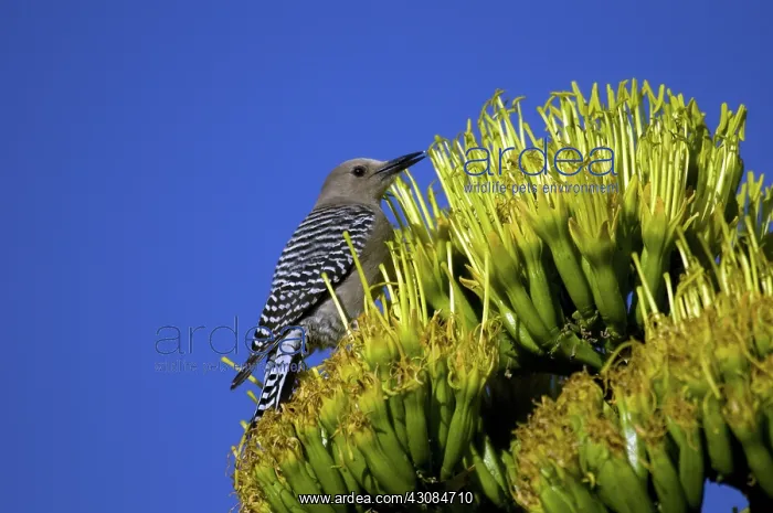 : Gila Woodpecker : Gila Woodpecker