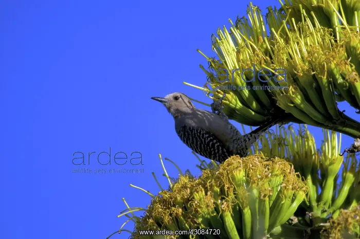 : Gila Woodpecker : Gila Woodpecker