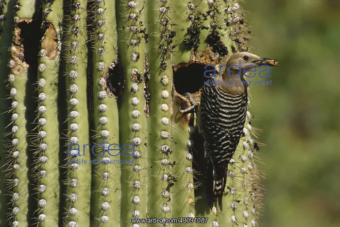 : Gila Woodpecker : Gila Woodpecker