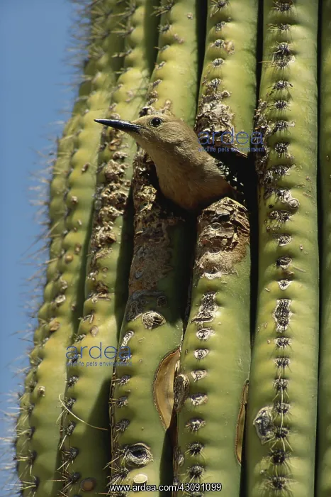 : Gila Woodpecker : Gila Woodpecker
