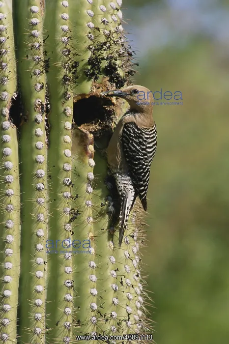 : Gila Woodpecker : Gila Woodpecker