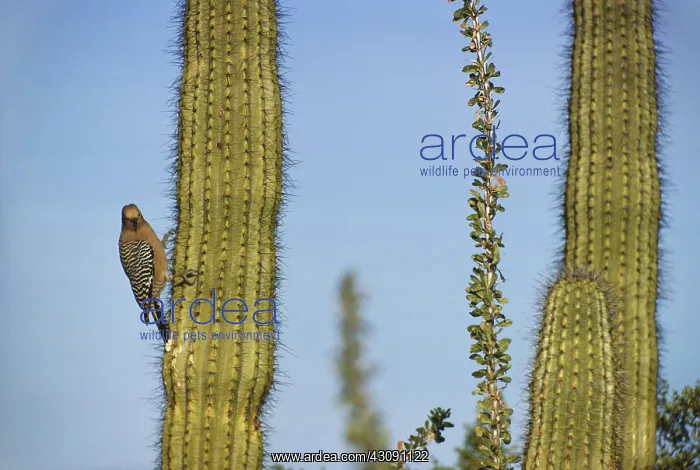 : Gila Woodpecker : Gila Woodpecker