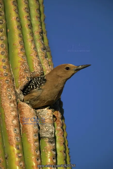  : Gila Woodpecker - Appearing from nest hole