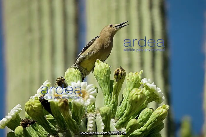 : Gila Woodpecker - Calling and feeding on nectar : Gila Woodpecker - Calling and feeding on nectar
