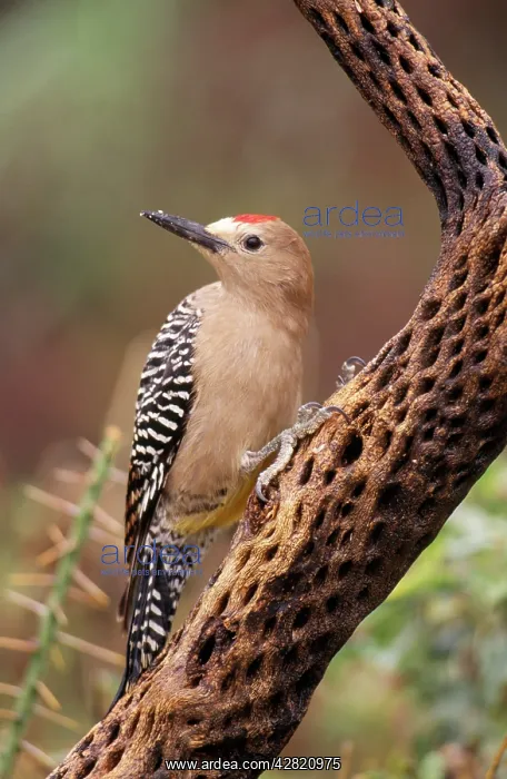 : Gila Woodpecker - On Cholla Cactus : Gila Woodpecker - On Cholla Cactus