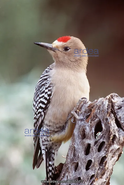 : GILA WOODPECKER - on cholla cactus : GILA WOODPECKER - on cholla cactus