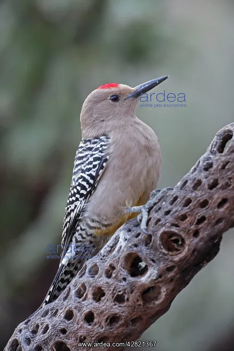 : Gila Woodpecker - on dead cholla cactus : Gila Woodpecker - on dead cholla cactus