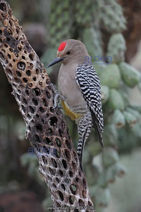 : Gila Woodpecker - on dead cholla cactus : Gila Woodpecker - on dead cholla cactus