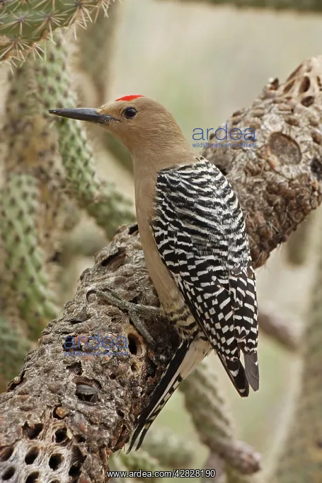 : Gila Woodpecker - on dead cholla cactus : Gila Woodpecker - on dead cholla cactus
