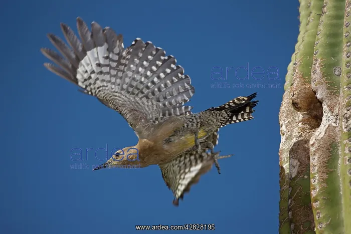  : Gila Woodpecker - emerging from nest hole in Saguaro Cactus